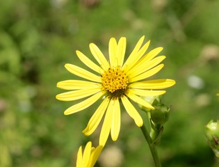 A close view of the yellow wildflower in the field.