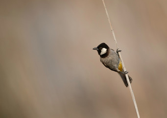 White-cheeked bulbul chick on reed