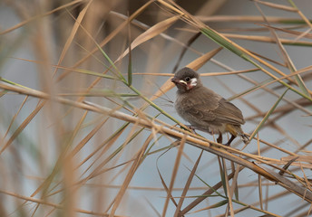Closeup of a White-cheeked bulbul chick perched on reed