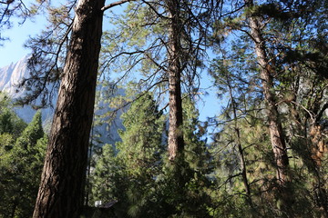 Fototapeta premium Views of Yosemite National Park 