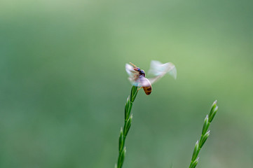 Yellow Meadow ant, Lasius flavus, winged queen at the top of a blade of grass