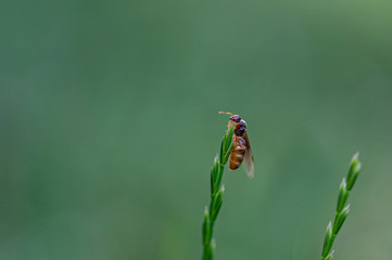 Yellow Meadow ant, Lasius flavus, winged queen at the top of a blade of grass