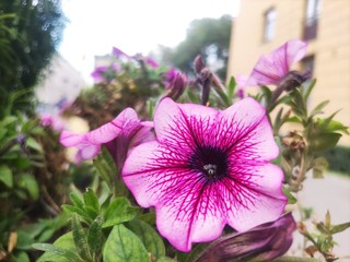 Petunia lila con blanco