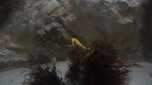 Hippocampus kuda, also known as the common seahorse, estuary seahorse, yellow seahorse or spotted seahorse is a seahorse of the family Syngnathidae native to the Indo-Pacific zoomed in.