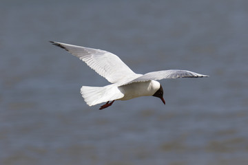 Fototapeta na wymiar Black headed gull in flight