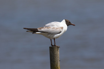 Black headed gull on a stump