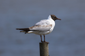 Black headed gull on a stump