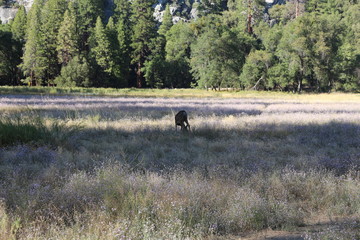 Views of Yosemite National Park 