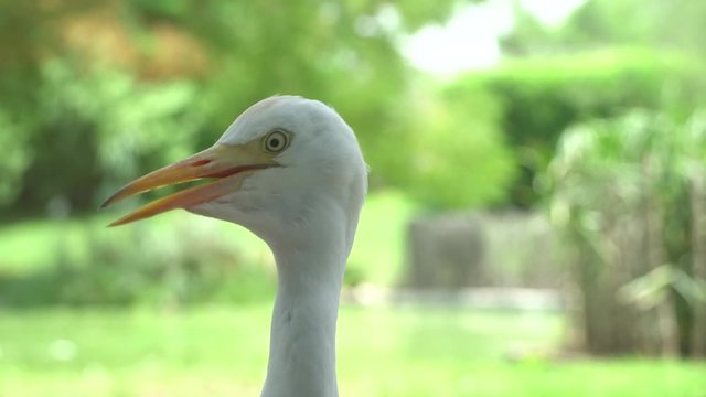 A close up of the head of a cattle egret (Bubulcus ibis) with a soft green background keeping cool moving throat in summer.