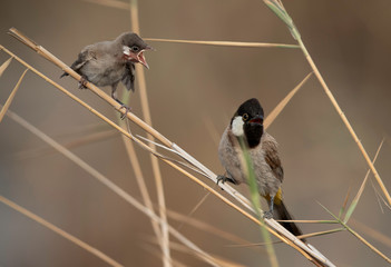 A hungry White-cheeked bulbul chick