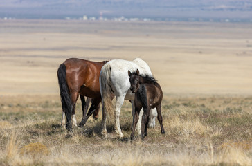 Wild Horse Mare and Foal in the Utah Desert