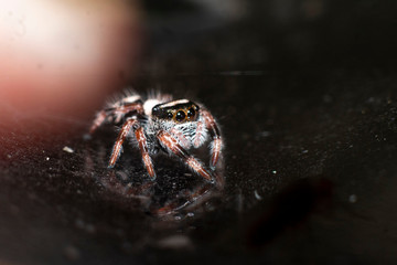 Phidippus regius