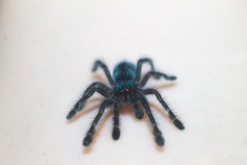 Caribena versicolor sling