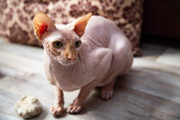 Fototapeta na wymiar Sphinx cat portrait in warm colors