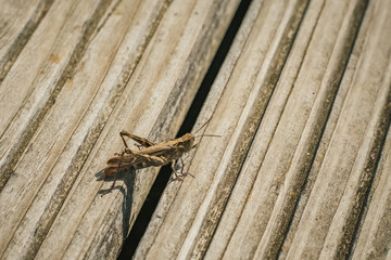 Heuschrecke sitzt auf dem Holzboden Makro