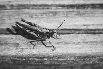 Heuschrecke sitzt auf dem Holzboden Makro