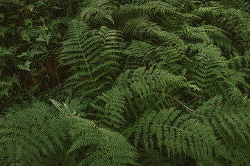 A close up of a green plant