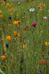 Blumenwiese