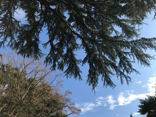 pine tree and sky