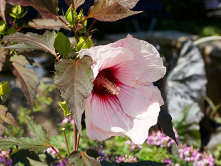 Gros plan sur une grande fleur d'hibiscus ou rose des marais blanche, veinée de rouge crise,...