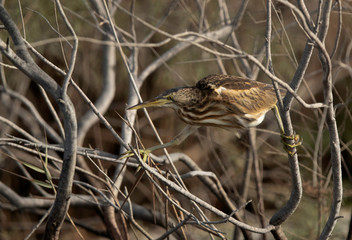 Little Bittern moving on the twigs Asker marsh, Bahrain