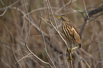 Portrait of a Little Bittern, Asker marsh, Bahrain