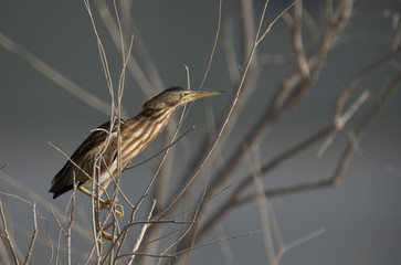 Little Bittern perched on bush at Asker marsh, Bahrain