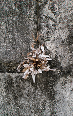 コンクリートの壁の隙間で枯れた植物