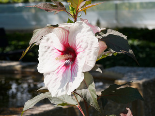 Gros plan sur une grande fleur d'hibiscus ou rose des marais blanche, veinée de rouge crise,...