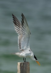 Greater Crested Tern stretching its wings before takeoff