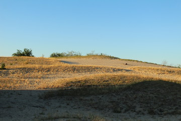 Fototapeta premium warm summer landscape sand yellow dark trees and grass against the blue sky at sunset