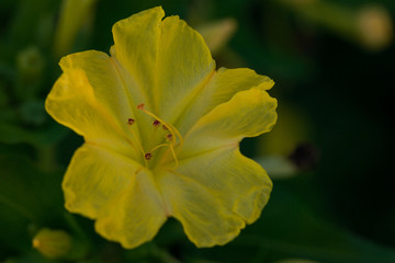 kwiat żółty makro naturalny roślina płatki © Katarzyna