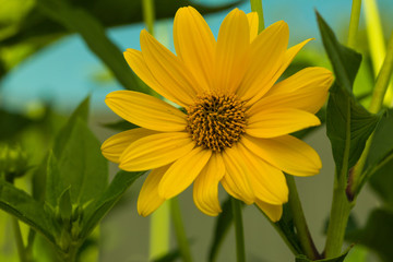 kwiat żółty makro naturalny roślina płatki © Katarzyna