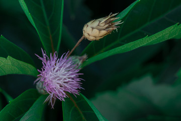 oset makro zieleń fiolet liście  © Katarzyna