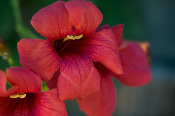 kwiat makro czerwony płatki roślina © Katarzyna