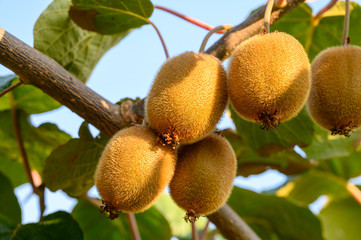Golden or green kiwi fruits hanging on kiwi tree in orchard in Italy