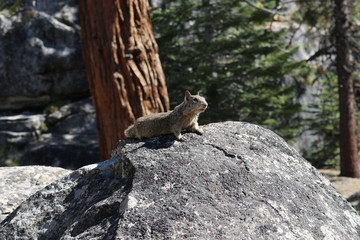 Views of Yosemite National Park while hiking to Half Dome