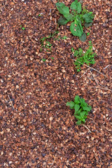 Abstract texture with plants sprouting through the peels of pine nuts