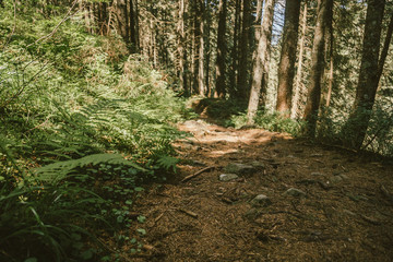 A tree in the middle of a forest