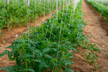 Cultivation of organic tomatoes in plastic greenhouses in Lazio, Italy
