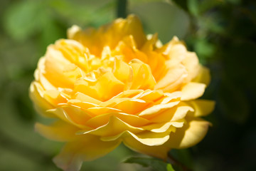  Beautiful open yellow rose. Close-up