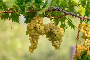 Ripe white grapes growing on vineyards in Campania, South of Italy used for making white wine