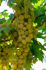 Ripe white grapes growing on vineyards in Campania, South of Italy used for making white wine
