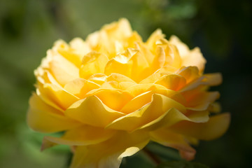  Beautiful open yellow rose. Close-up