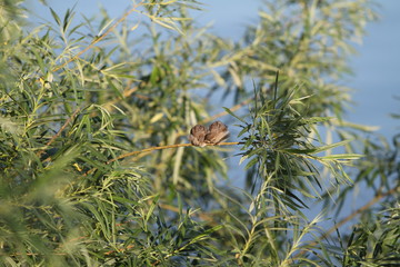 bird on a branch