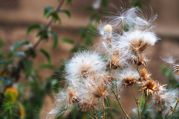 dry grass in the wind on a summer day