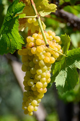 Ripe white grapes growing on vineyards in Campania, South of Italy used for making white wine