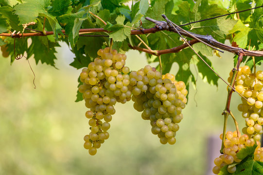 Ripe white grapes growing on vineyards in Campania, South of Italy used for making white wine