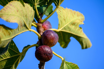 Sweet fig fruits ripening on big tree in summer