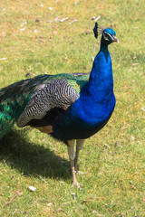 Obraz premium Adult Male Peacock in the grass